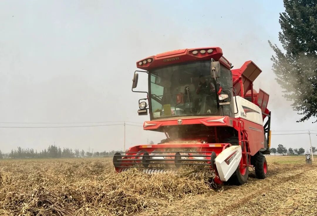 辽宁锦州张师傅：花生收获，还得是中联收获